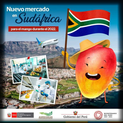 Perú exporta mango a Sudáfrica desde 2022