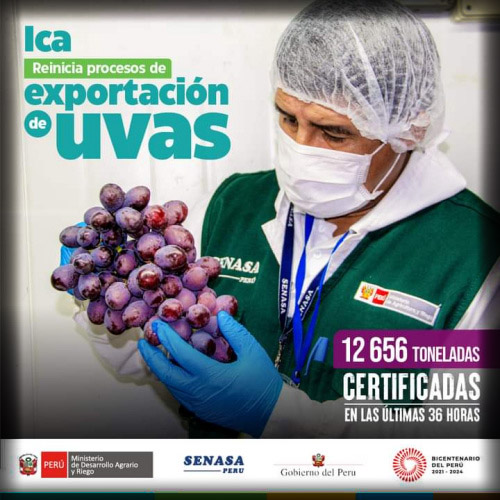 Ica reinicia exportaciÃ³n de uvas